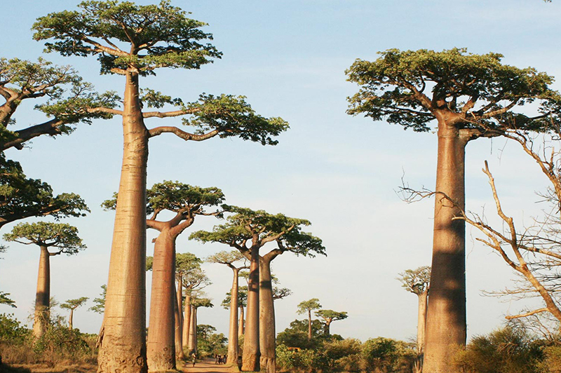 baobab